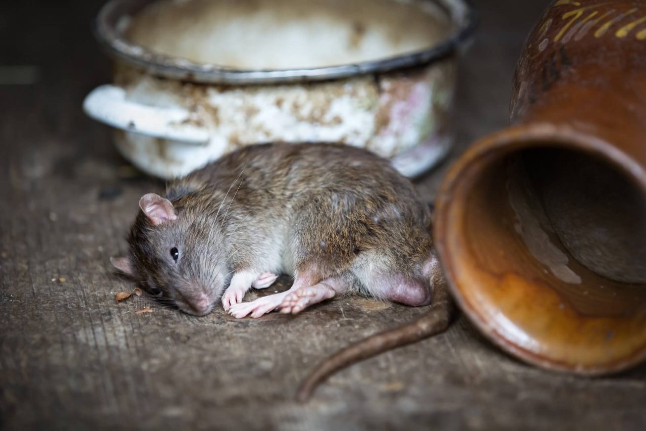 Comment Faire Fuir Nuisibles Dans Les Combles D Une Maison